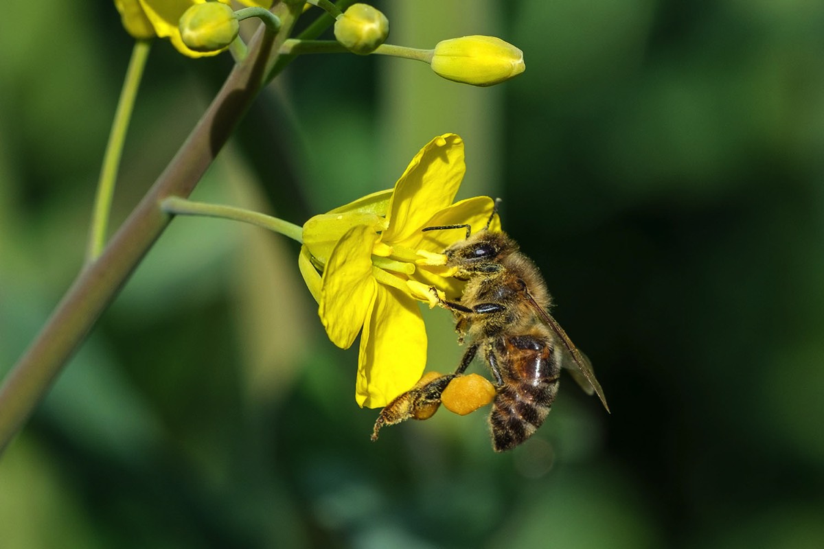 Biene auf Raps 2