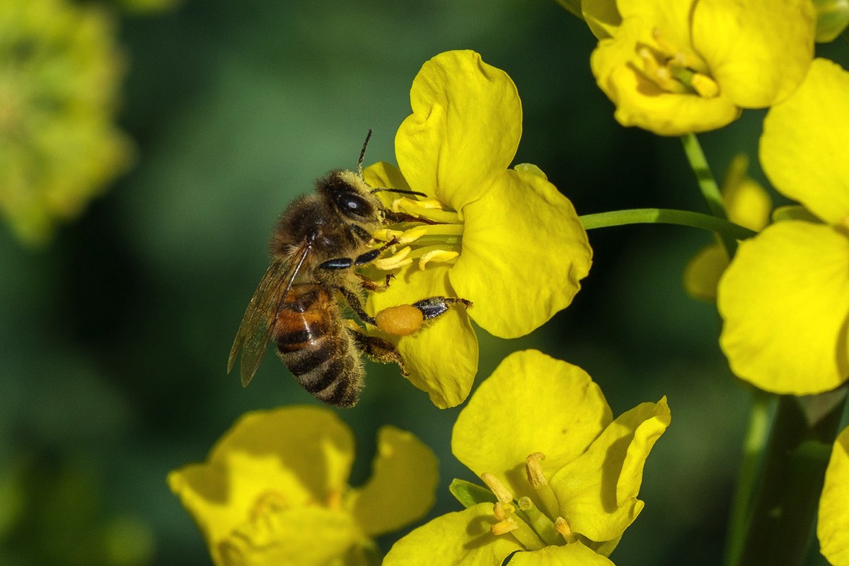 Biene auf Raps