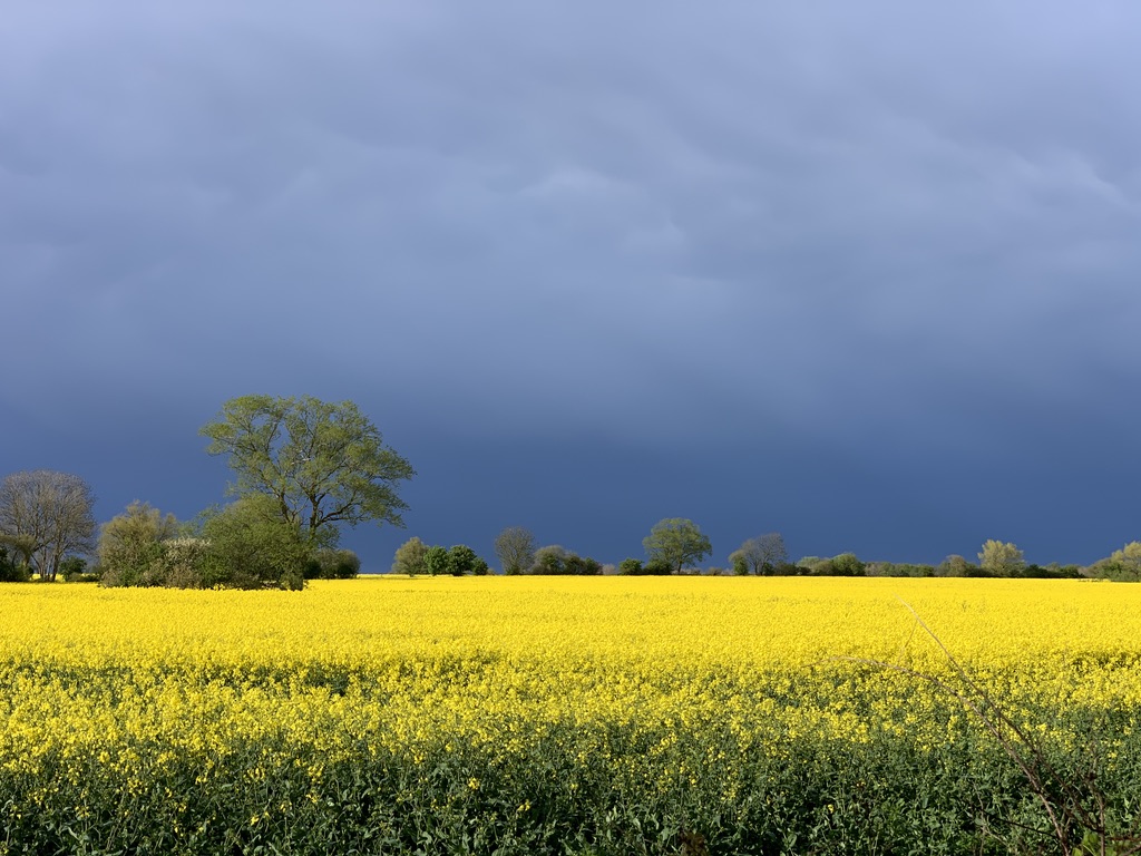 Gewitter im Mai - Rapsblüte