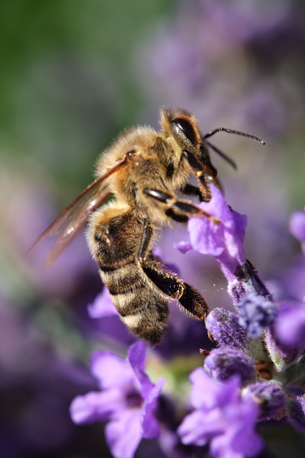 Honigbiene auf Lavendel