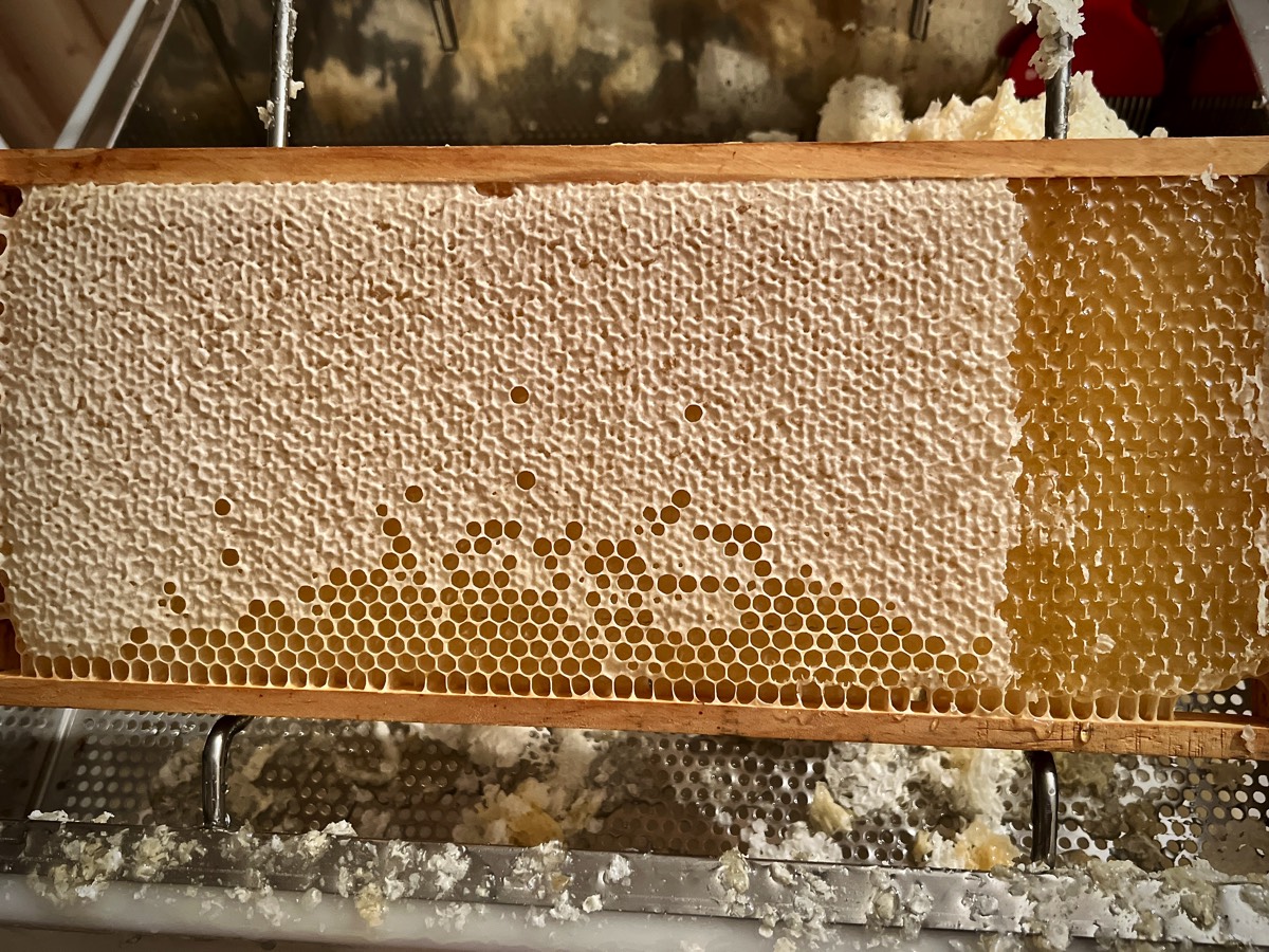 Honigwabe, teils entdeckelt